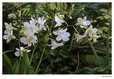 Orchide15w.jpg