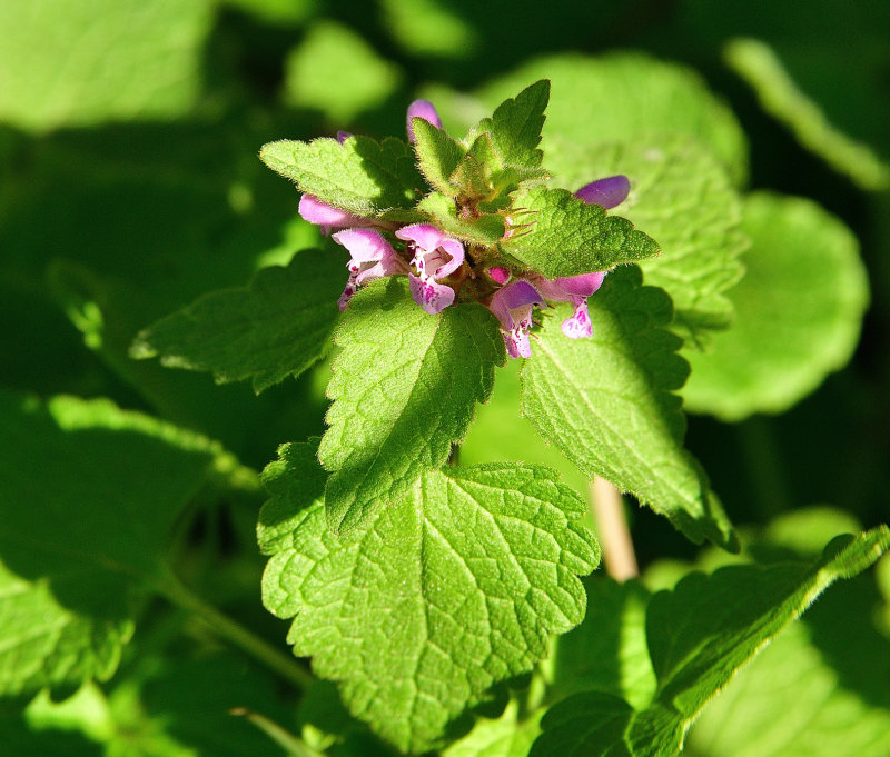 10 of 365 Red Nettle