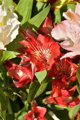 6 of 365 Red Peruvian Lilies