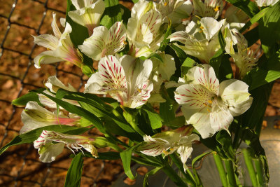 9 of 365 Snow White Peruvian Lilies