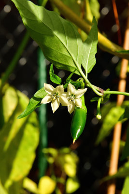 11 of 365 Jalapeno Blossoms