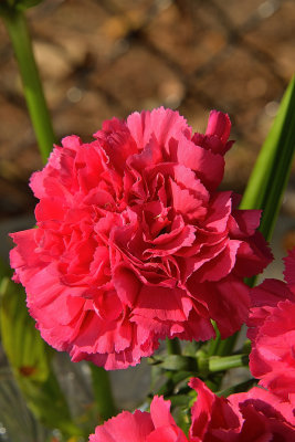 22 of 365 Real Pink Carnation