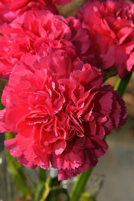 Really Pink Carnations