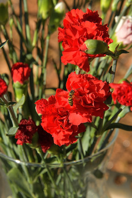 Flame Red Dianthus Caryophyllus