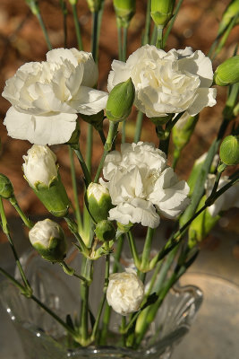 25 of 365 White Wedding Dianthus