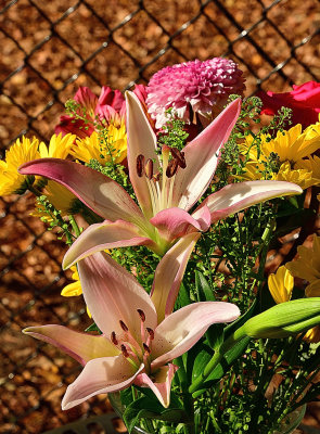 30 of 365 Pink and White Lilies