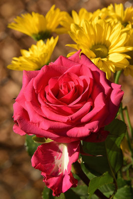 Flamingo Pink Rose