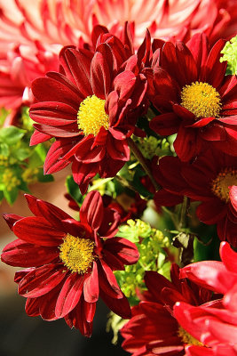 Burgundy Wine Dahlias