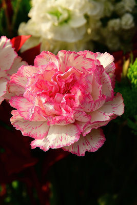33 of 365 Cotton Candy Dianthus