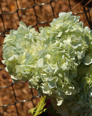 35 of 365 Mophead Hydrangea