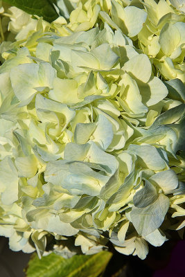 Mophead Hydrangea