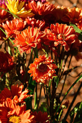 37 of 365 Rusty Dahlias