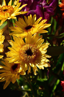39 of 365 Gold Crown Chrysanthemum