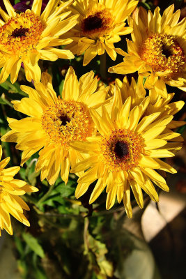 Gold Crown Chrysanthemum