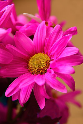 44 of 365 Pretty In Pink Daisy
