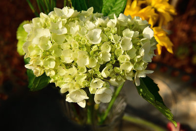 47 of 365  French Vanilla Hydrangea