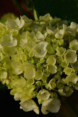 French Vanilla Hydrangea