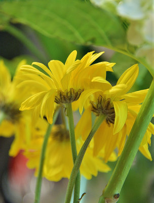 Big Yellow Daisies