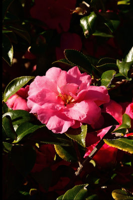 50 of 365 Japanese Camellia