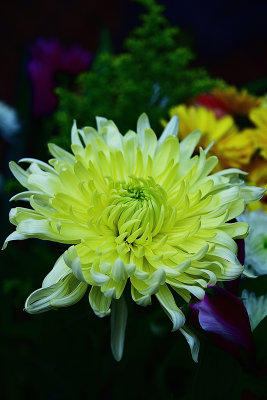 Sun Kissed Chrysanthemum