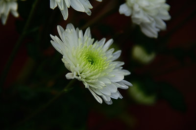 Snow White Chrysanthemum