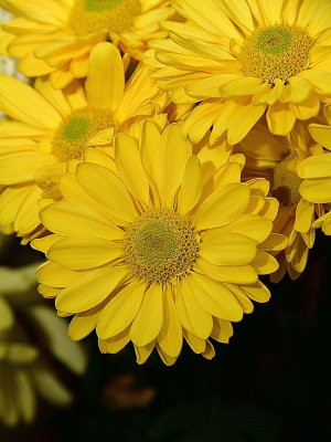 Yellow Sunshine Daisy