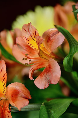 57 of 365 Rhodesian Bronze Lily