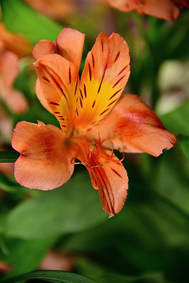 Rhodesian Bronze Lily