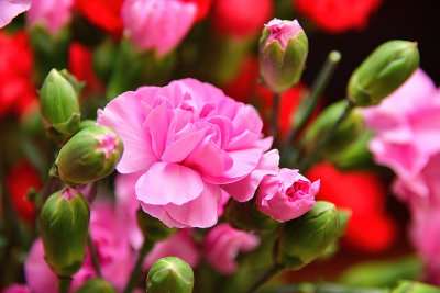 Pink Carnations