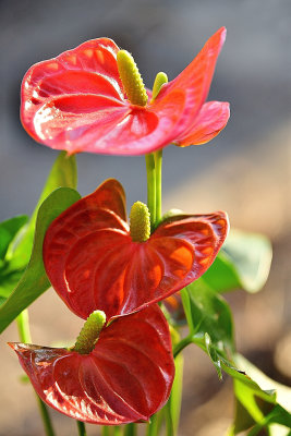 Red Athurium Blooms