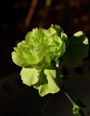 Pale Lime Dianthus.jpg