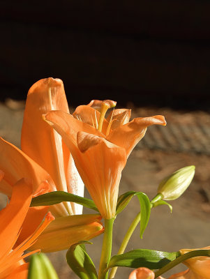 Apricot Oriental Day Lily.jpg