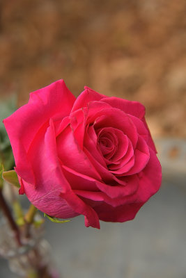 67 of 365 Deep Pink Rose