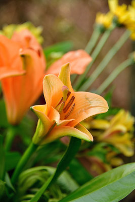 69 of 365 Garden Day Lily