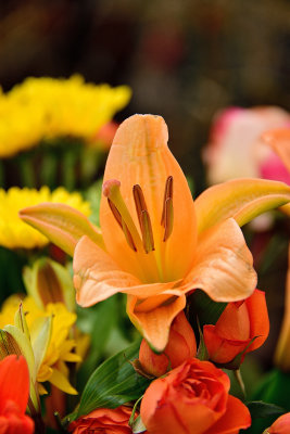 Garden Day Lily