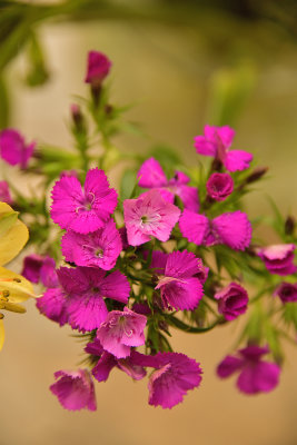 71 of 365 Hot Pink Sweet-William