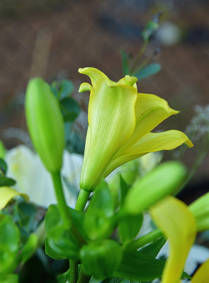 73 of 365 Golden Garden Lily