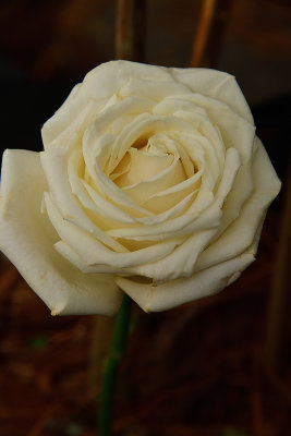 74 of 365 White Rose