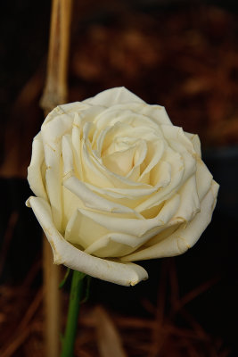 White Rose