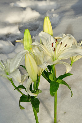 Lilies in the Snow