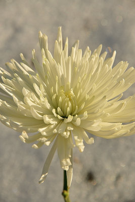 77 of 365 White Aster Ameilus