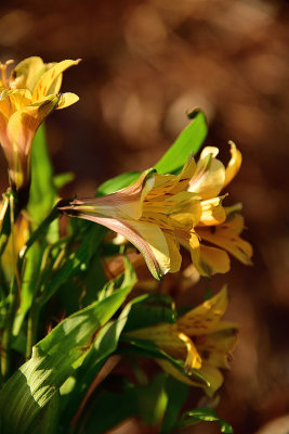 Lemon Drop Peruvian Lily