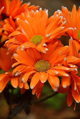 82 of 365 Orange Asteraceae