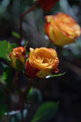 84 of 365 Garden Rose Blooms