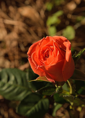 Tangelo Rose Blooms.jpg