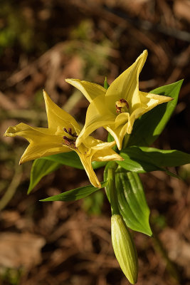 Garden Cream Lilies