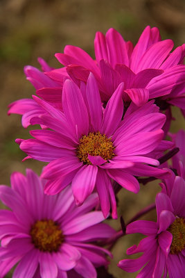 Flamingo Pink Blooms