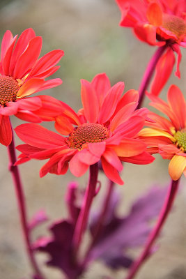 Fiesta Flower Blooms