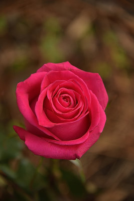 Garden Rose Bloom