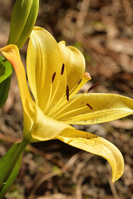 94 of 365 Yellow Garden Lily